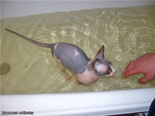 Sphynx Smesharick adores to take a bath :-)