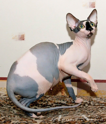 Our sphynx female Spes Bona Diona of AprioriNaked, spayed in 2007
