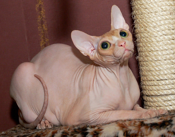 Our sphynx female Grand Oray Gertsoginya of AprioriNaked, spayed in 2008