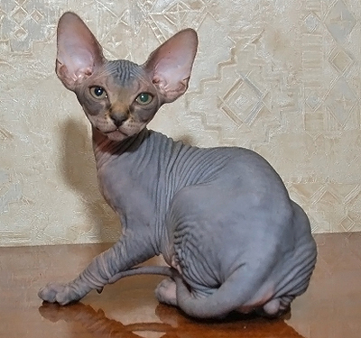 Sphynx kitten AprioriNaked Franklin, now live in Canada