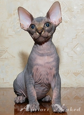 Sphynx kitten AprioriNaked Hercules, now live in SA